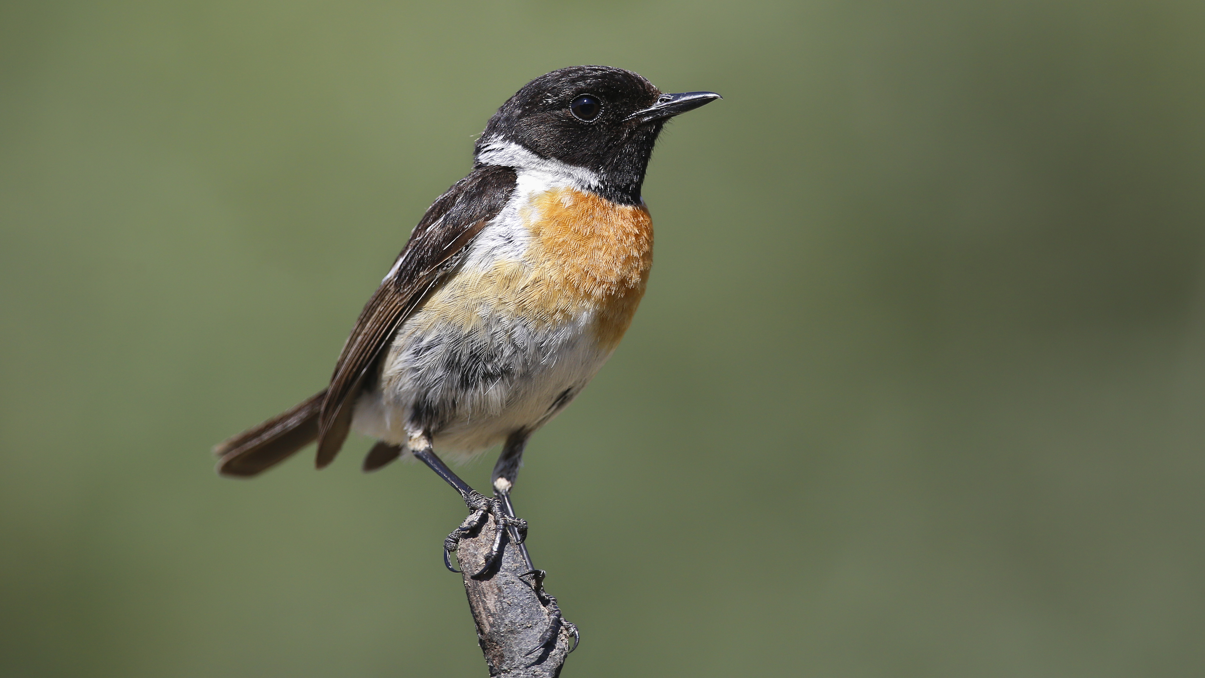European Stonechat